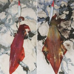 ΚΑΛΑΜΑΡΙΕΡΑ DTD BALLISTIC EGI